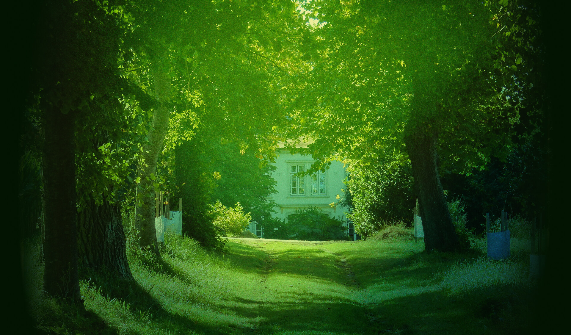 Allee zum WItkielhof mit grünem Farbverlauf